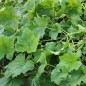 Preview: Kürbis Tonda Padana (Samen)