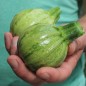 Preview: Kürbis Tonda Padana (Samen)