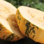 Preview: Kürbis Tonda Padana (Samen)