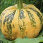 Preview: Kürbis Tonda Padana (Samen)
