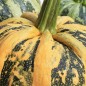 Preview: Kürbis Tonda Padana (Samen)