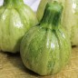 Preview: Kürbis Tonda Padana (Samen)