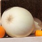 Preview: Kürbis White Cushaw (Samen)
