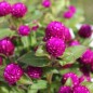 Preview: Kugelamaranth Purple (Samen)