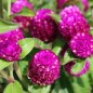 Preview: Kugelamaranth Purple (Samen)