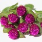 Preview: Kugelamaranth Purple (Samen)