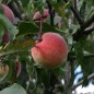 Preview: Kutschenpfirsich (Pflanze)
