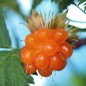 Preview: Lachsbeere orange (Pflanze)