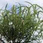 Preview: Lakritztagetes (Samen)