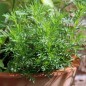 Preview: Lakritztagetes (Samen)