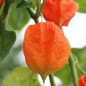 Preview: Lampionblume (Samen)