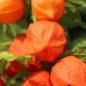 Preview: Lampionblume Gigantea (Samen)