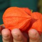 Preview: Lampionblume Gigantea (Samen)