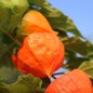 Preview: Lampionblume Gigantea (Samen)
