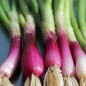 Preview: Frühlingszwiebel Red Toga (Samen)