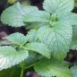 Preview: Lemonmelisse (Samen)