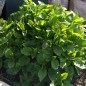 Preview: Lemonmelisse (Samen)