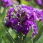 Preview: Levkoje Dwarf Dark blue (Samen)