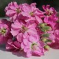 Preview: Levkoje Dwarf Deep Rose (Samen)