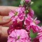 Preview: Levkoje Dwarf Deep Rose (Samen)
