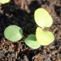Preview: Levkoje Opal (Samen)