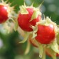 Preview: Litchitomate Little Red (Samen)