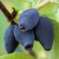 Preview: Kamtschatkabeere - Sibirische Blaubeere Wojtek (Pflanze)