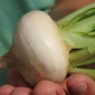 Preview: Mairübchen Milan White (Samen)