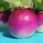 Preview: Mairübchen Globe à Collet Violet (Samen)