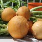 Preview: Mairübchen Jaune Boule d'Or (Samen)