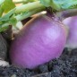 Preview: Mairübchen Mezza Lunga (Samen)