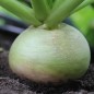 Preview: Mairübchen Norfolk Green (Samen)