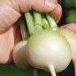 Preview: Mairübchen Norfolk Green (Samen)