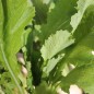 Preview: Mairübchen Platte Witte Mai (Samen)