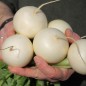 Preview: Mairübchen Snowball (Samen)
