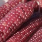 Preview: Popmais Baby Fingers Pink (Samen)