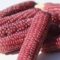 Preview: Popmais Baby Fingers Pink (Samen)
