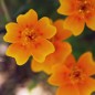Preview: Mandarinengewürztagetes (Samen)