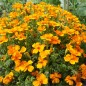Preview: Mandarinengewürztagetes (Samen)