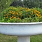 Preview: Mandarinengewürztagetes (Samen)
