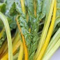 Preview: Mangold Bright Yellow (Samen)