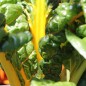 Preview: Mangold Bright Yellow (Samen)