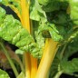 Preview: Mangold Bright Yellow (Samen)