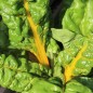 Preview: Mangold Bright Yellow (Samen)