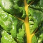 Preview: Mangold Bright Yellow (Samen)
