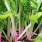 Preview: Mangold Peppermint Twist (Samen)