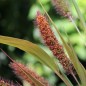 Preview: Manna Hirse (Samen)