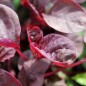 Preview: Gemüseamaranth Asia Red (Samen)