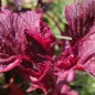 Preview: Gemüseamaranth Asia Red (Samen)