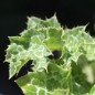 Preview: Mariendistel (Samen)